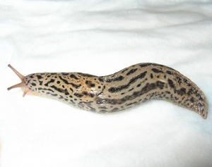 Leopard slugs.jpg