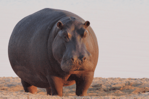 Male hippopotamuses