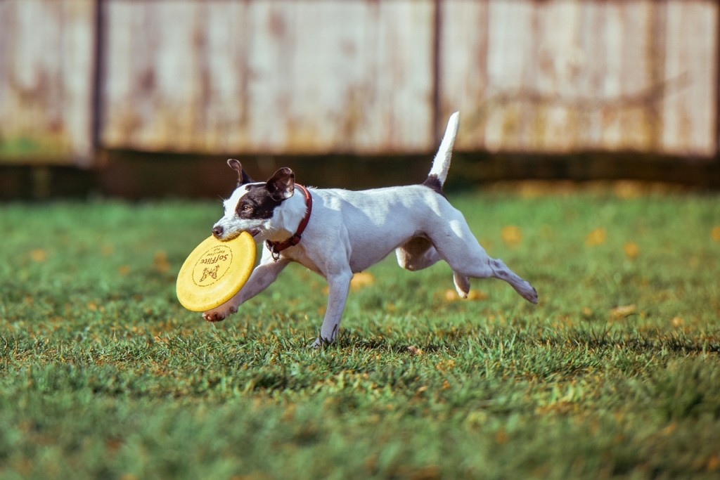 Dogs prioritise play/exercise