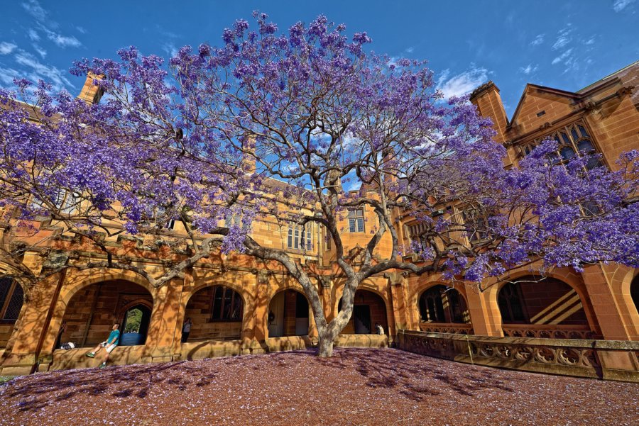 Top Instagram-Worthy Places to Visit in Sydney- University of Sydney