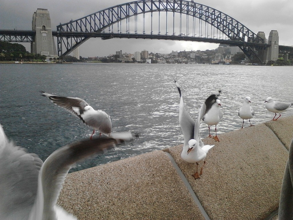 Sea gulls with view to Sydney Harbour bridge