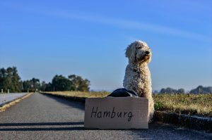 4 Essential Tips for Travelling with Dogs -Be informed