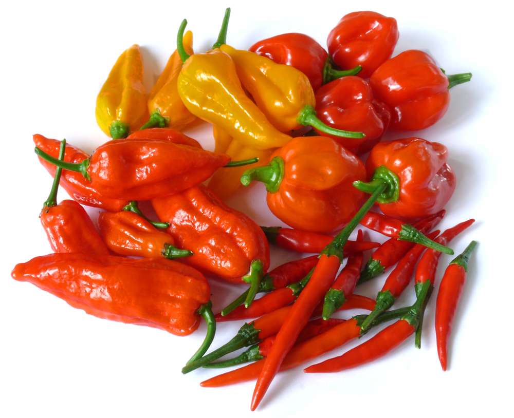 hottest-chilli-in-the-world-dailystar