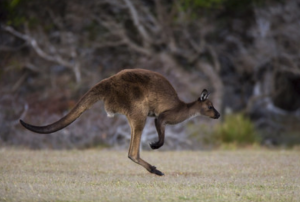 Kangaroo running in the wild