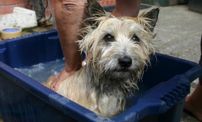 washing dog in a bucket of water