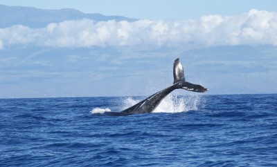 whale in middle of the ocean