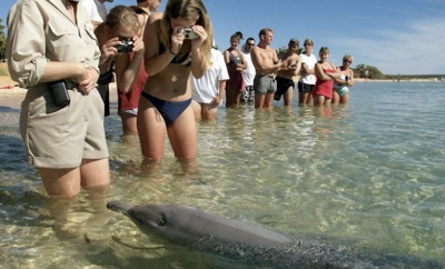 people at the beach taking photos of a dolphin