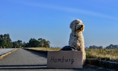 Poodle on street side with a board saying 'Hamburg'