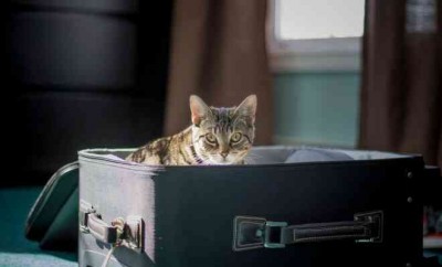 cat exploring inside of a suitcase