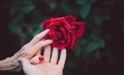 Two hands, one old and another young looking holding a red rose