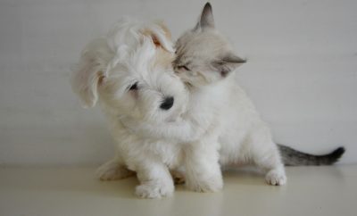 White dog and cat playing together