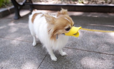 small dog with duck muzzle on