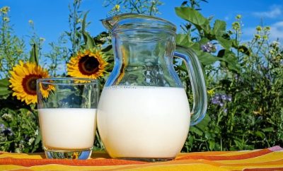 Ajar of milk with milk and a glass of milk in a background of sunflowers