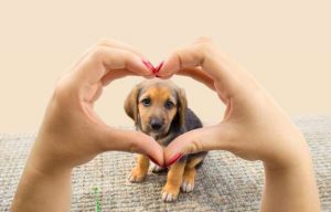 Looking at a dog through a heart shape pair of hands.