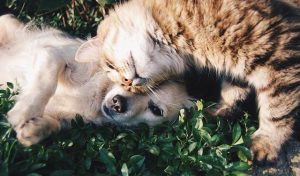 dog and cat cuddleing