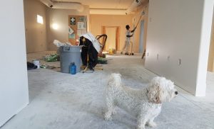 home renovation, small dog