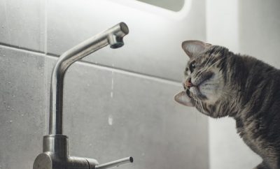 cat, sink, water tap, drain