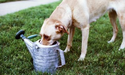 Dog in garden, drinking off a watercan