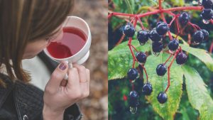 elderberry benefits antiviral