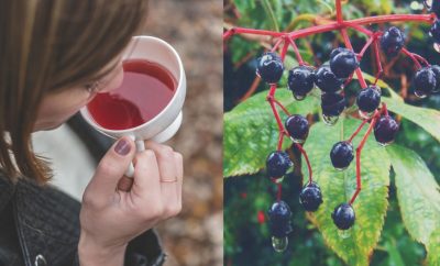 elderberry benefits antiviral