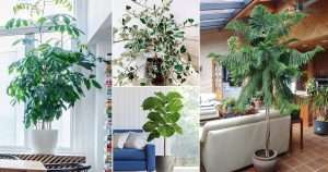 interior with house plants