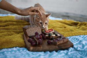 Orange cat with food in a wooden board