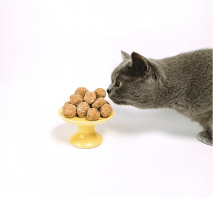 Grey cat sniffing treats
