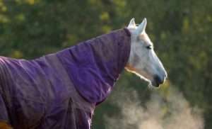 White horse wearing a purple horse rug