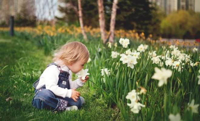 Toddler smelling white flowers in a garden
