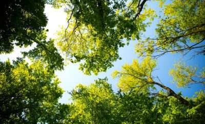Trees with bright green leaves