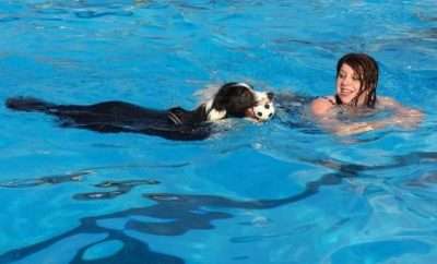 Dog playing with owner in a pool