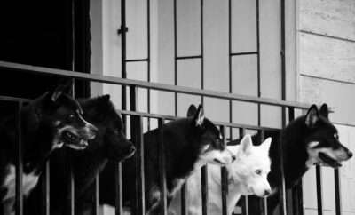 Four dogs on a balcony looking at people passing by