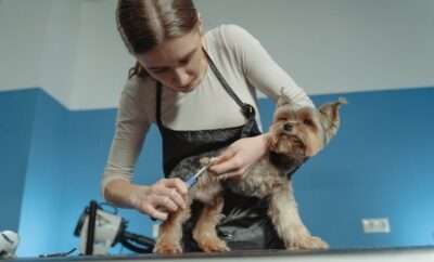 Woman grooming a yorkshire dog