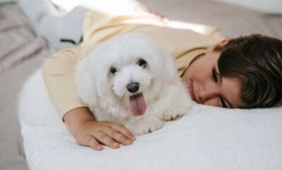 Boy cuddling a white dog in bed